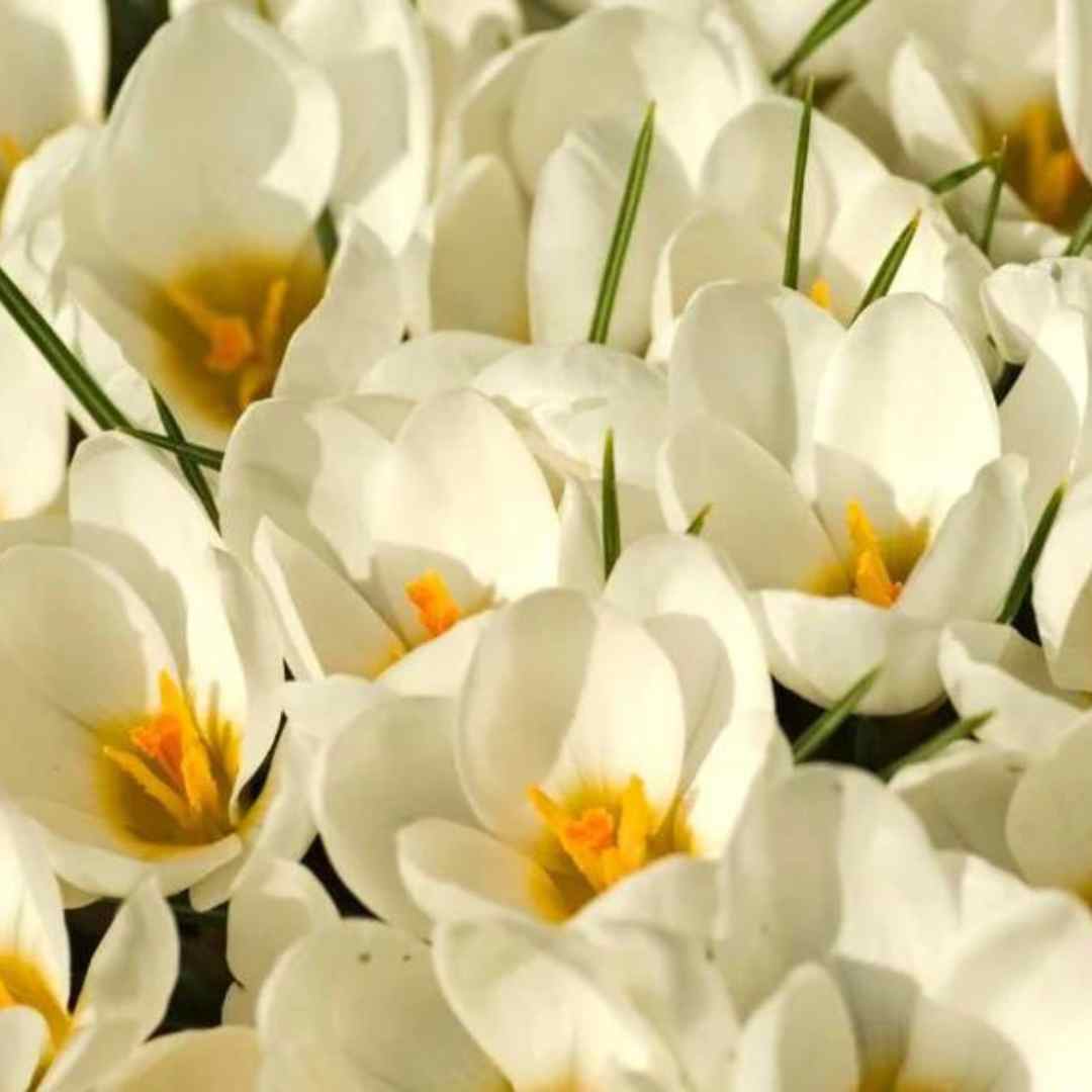 4 Tips to get your skin Spring ready , Sarah Zimmer , Skincare , NAYA , nayaglow.com