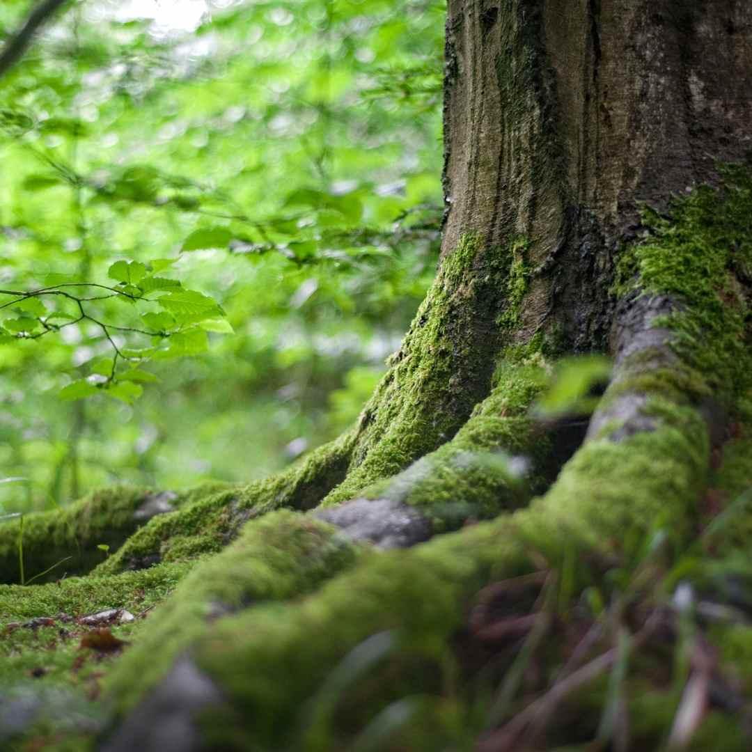 9 activities you can easily do this Earth Month , Sarah Zimmer , Sustainability , NAYA , nayaglow.com