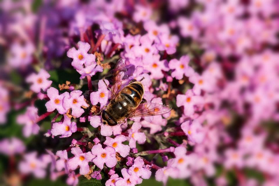 butterfly flower, pink, bee