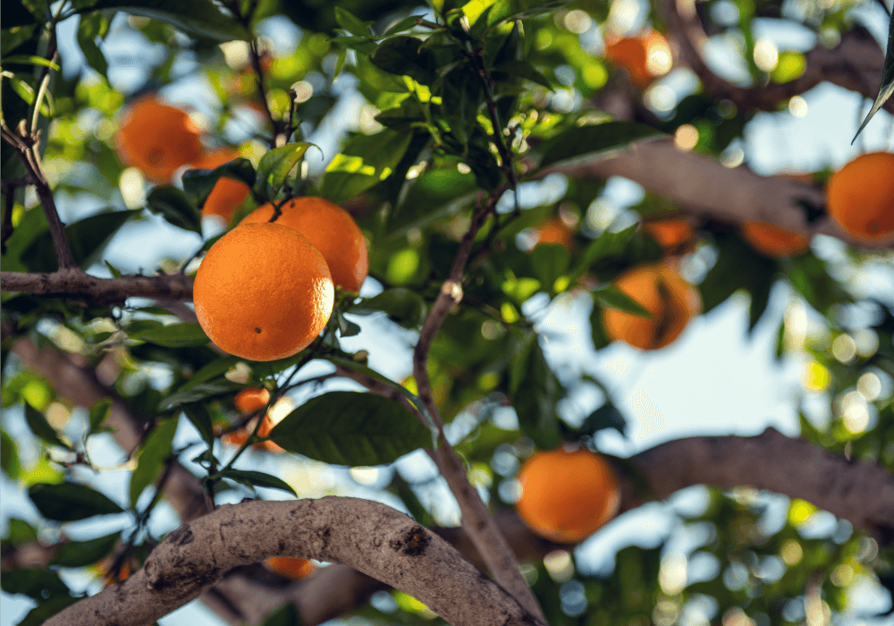How Vitamin C can Transform your Skin , Sarah Zimmer , Product Knowledge , NAYA , nayaglow.com