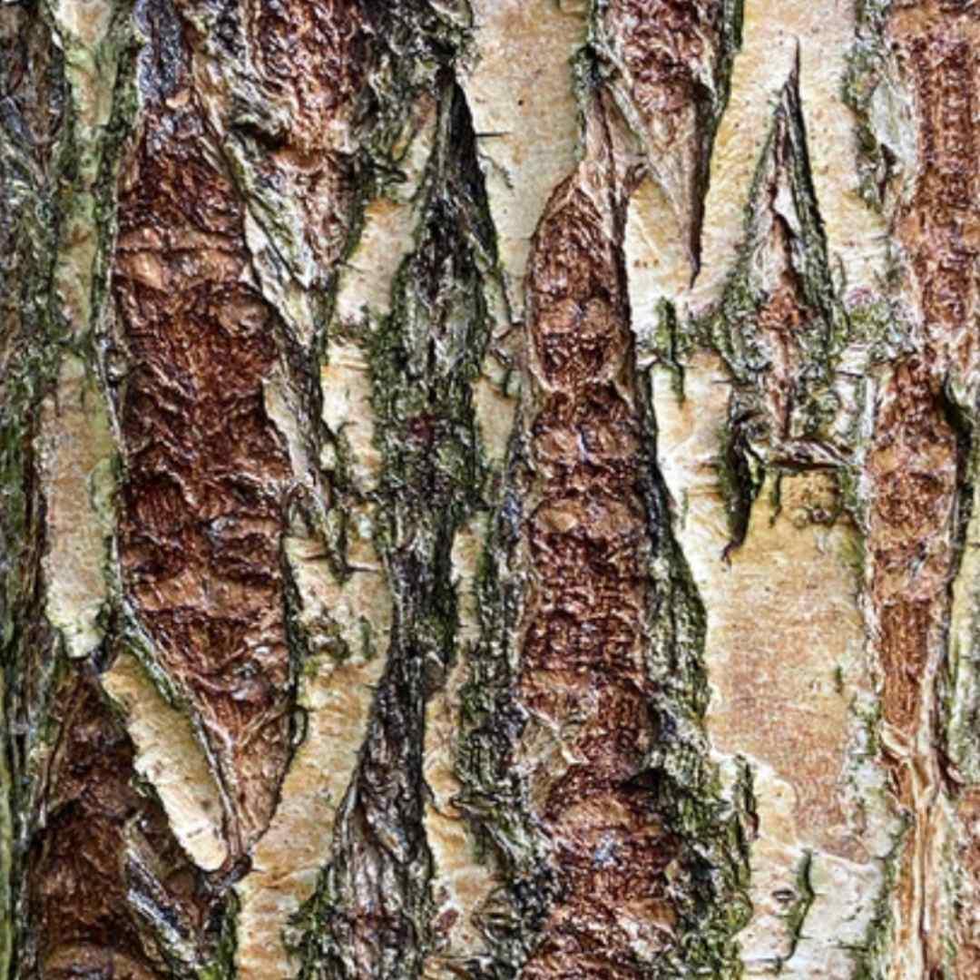 Nature’s Salicylic Acid “Willow Bark” and Vitamin C: When To Use Each , Sarah Zimmer , Product Knowledge , NAYA , nayaglow.com