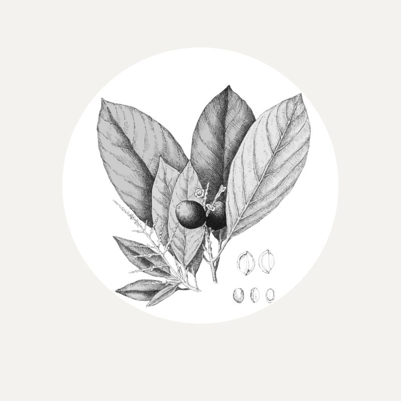 cacay plant containing the leaves, fruits and nuts on a white circle