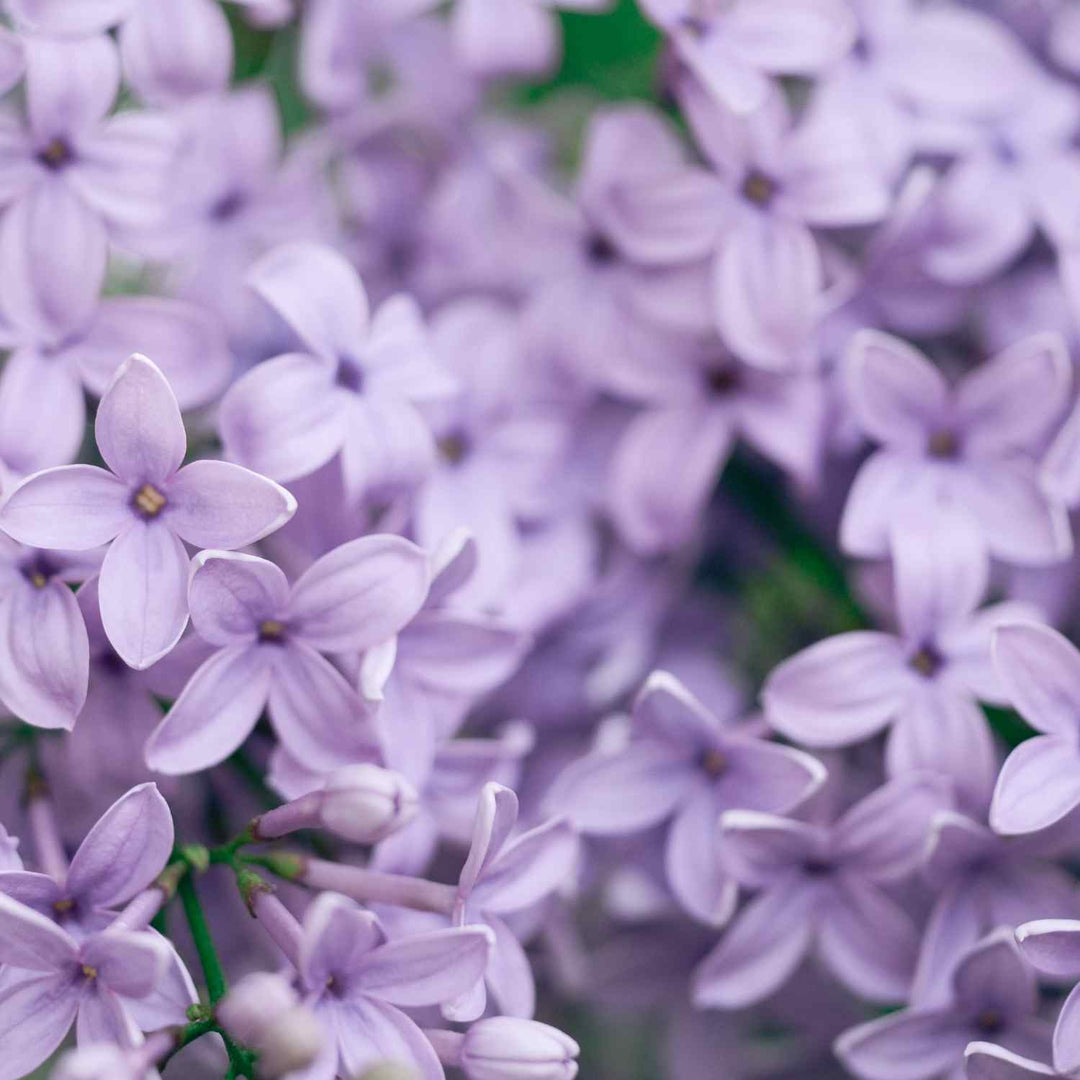 butterfly flower purple blossoms