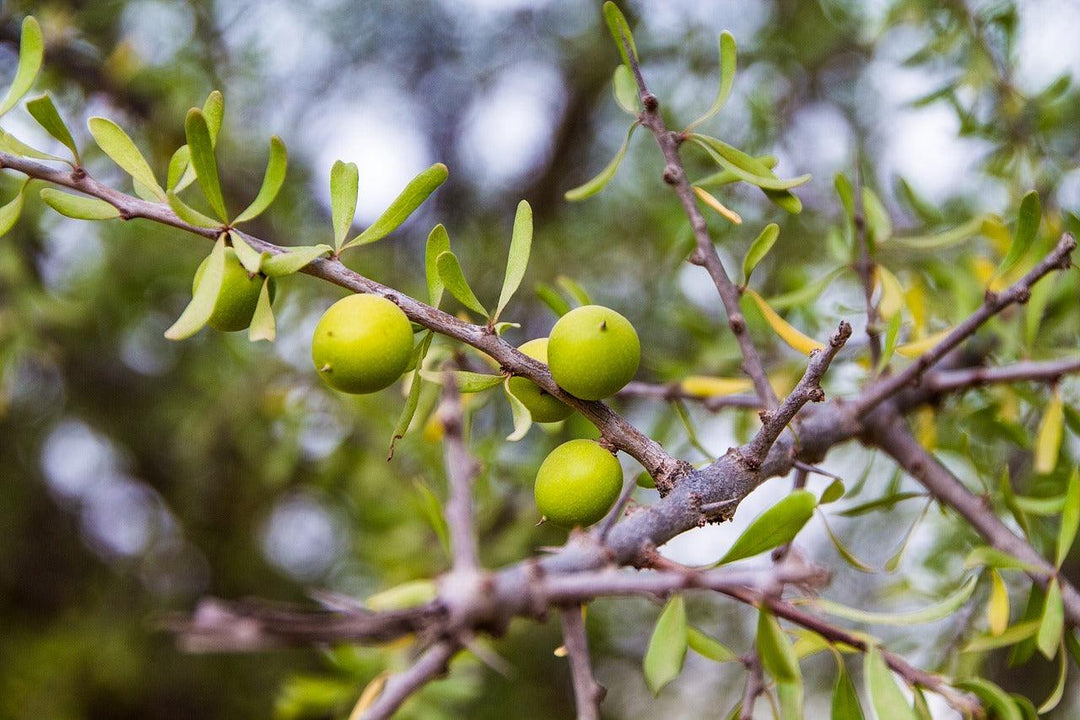 Cacay Oil vs Argan Oil , Sarah Zimmer , Product Knowledge , NAYA , nayaglow.com