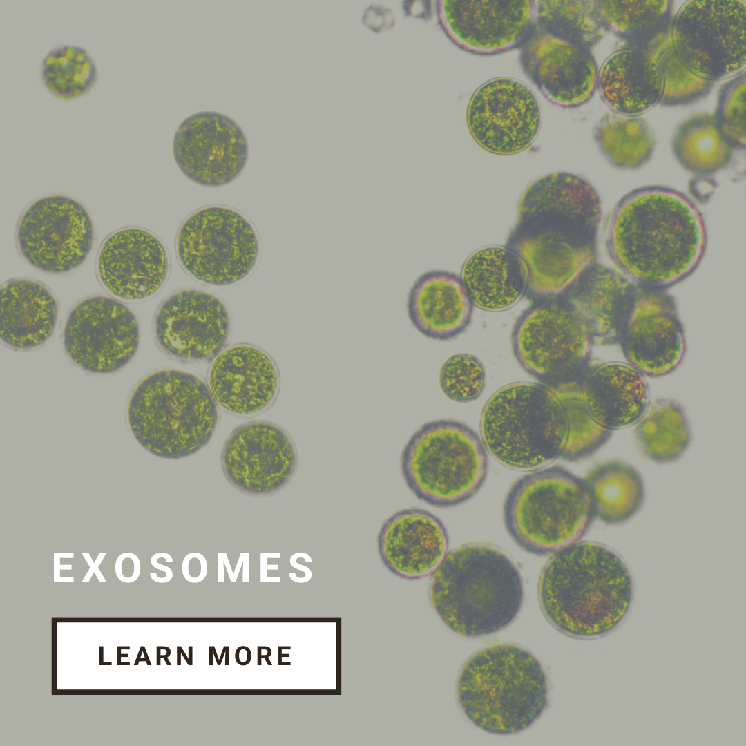 Exosomes in Skincare: How to Read an INCI List