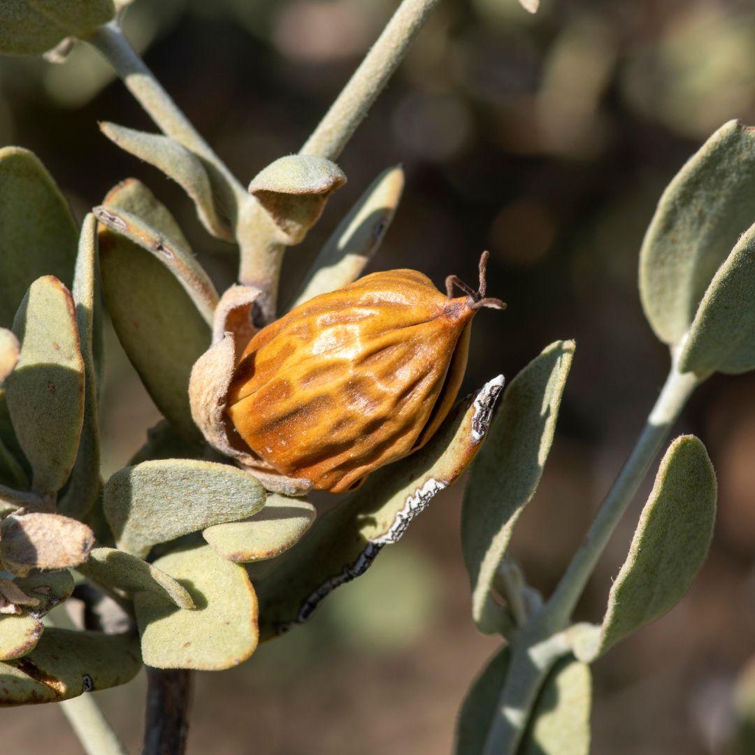 Jojoba Seed Oil For Skin: 5 Benefits To Know About , Sarah Zimmer , Product Knowledge , NAYA , nayaglow.com