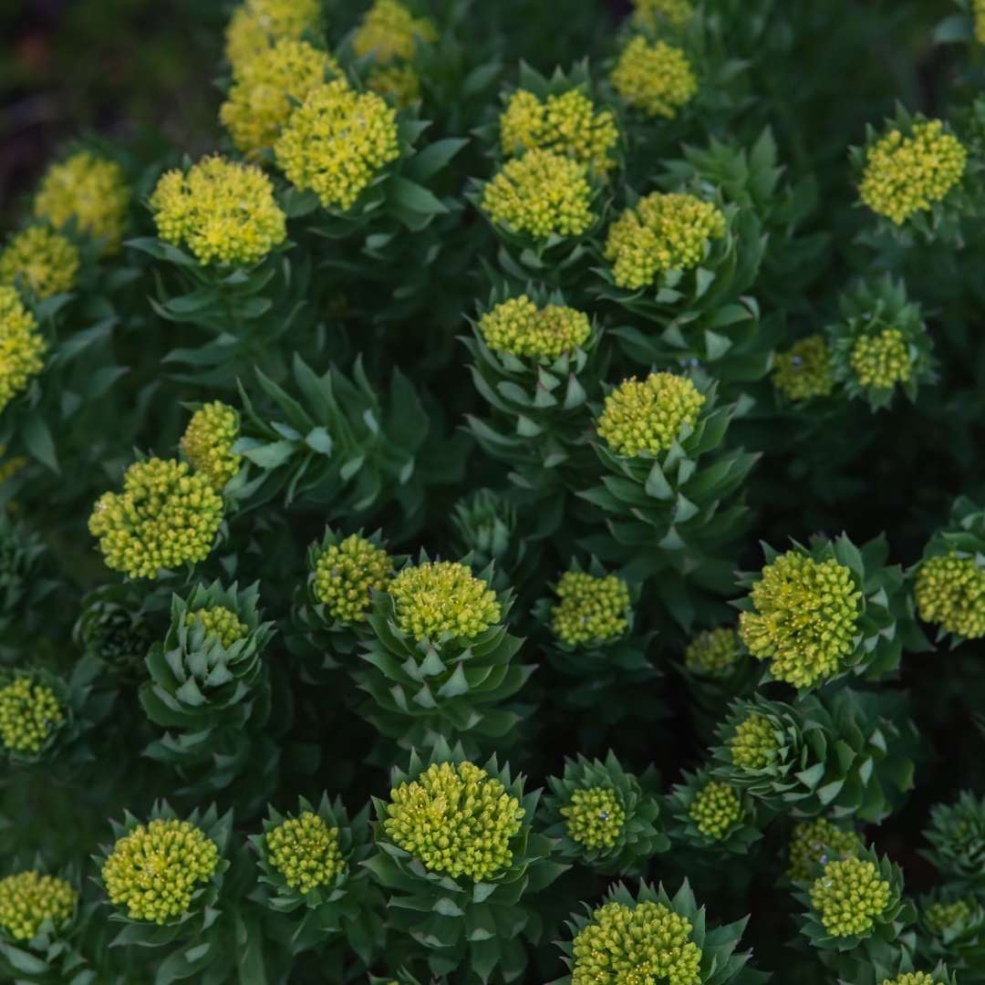 Rhodiola in Skincare Adaptogen