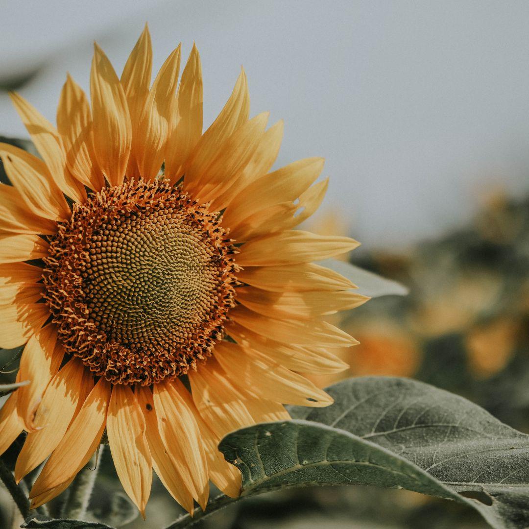 Sunflower Seed Oil for Skin: 5 Benefits You Should Know , Sarah Zimmer , Product Knowledge , NAYA , nayaglow.com