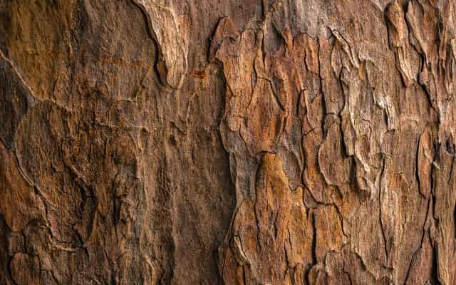 Why Willow Bark Belongs in Your Skincare Routine , Sarah Zimmer , Product Knowledge , NAYA , nayaglow.com