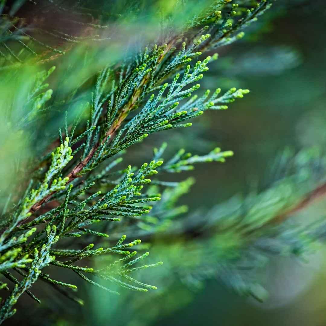 botanical_rosacea_complex_naya - NAYA