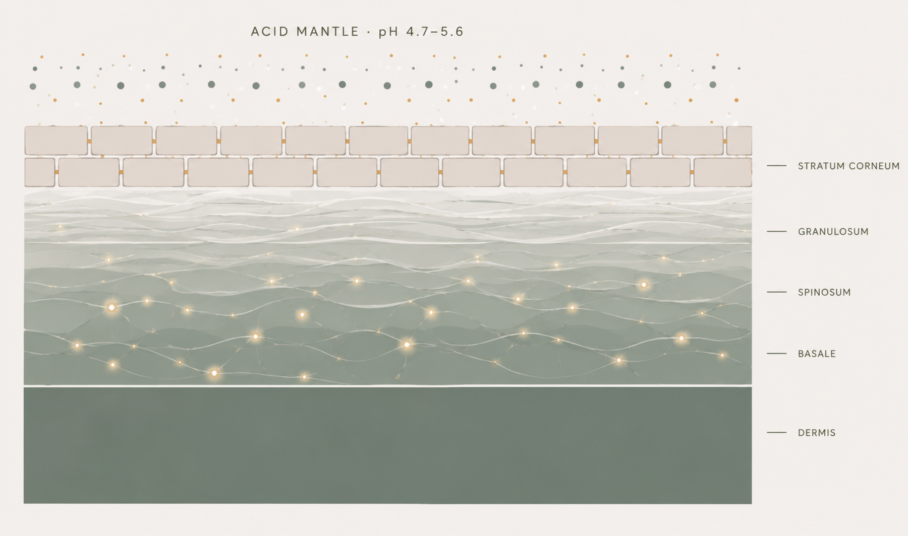 Structural Hydration skin system