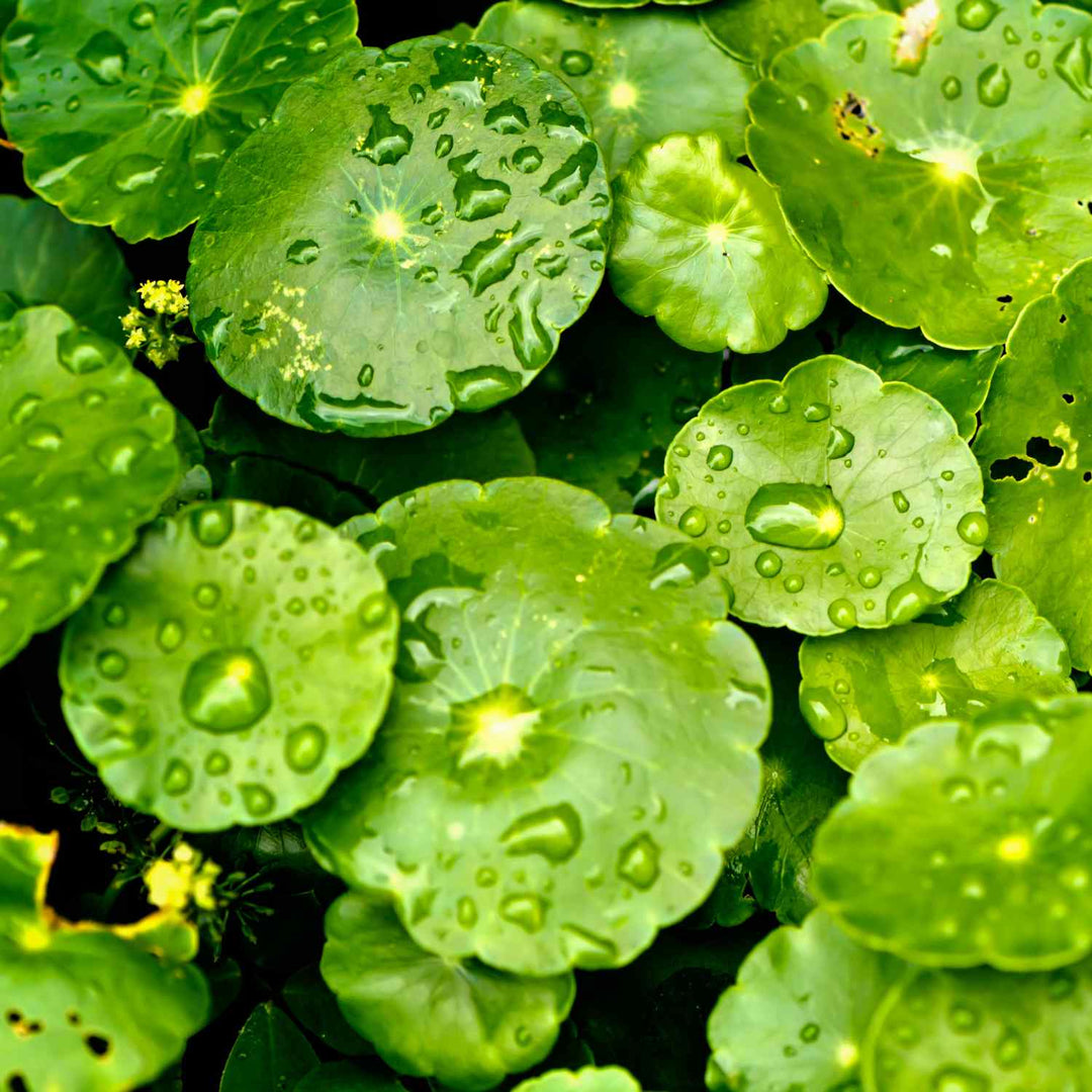 centella asiatica green leaves