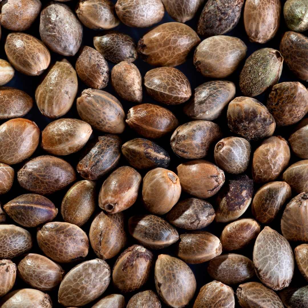 brown hemp seeds
