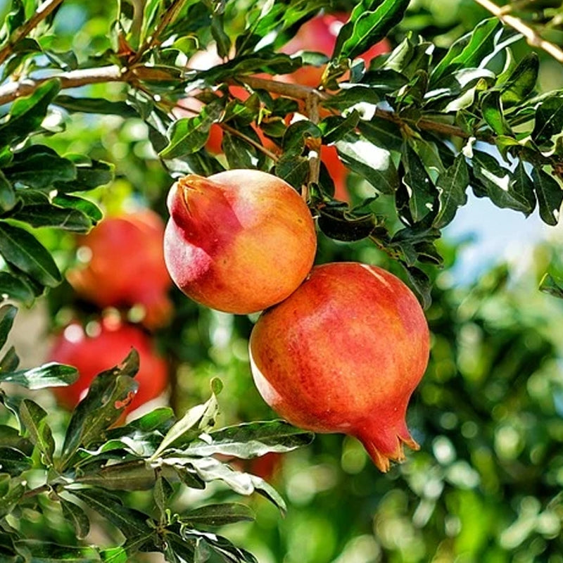 pomegranate fruit hanging on tree