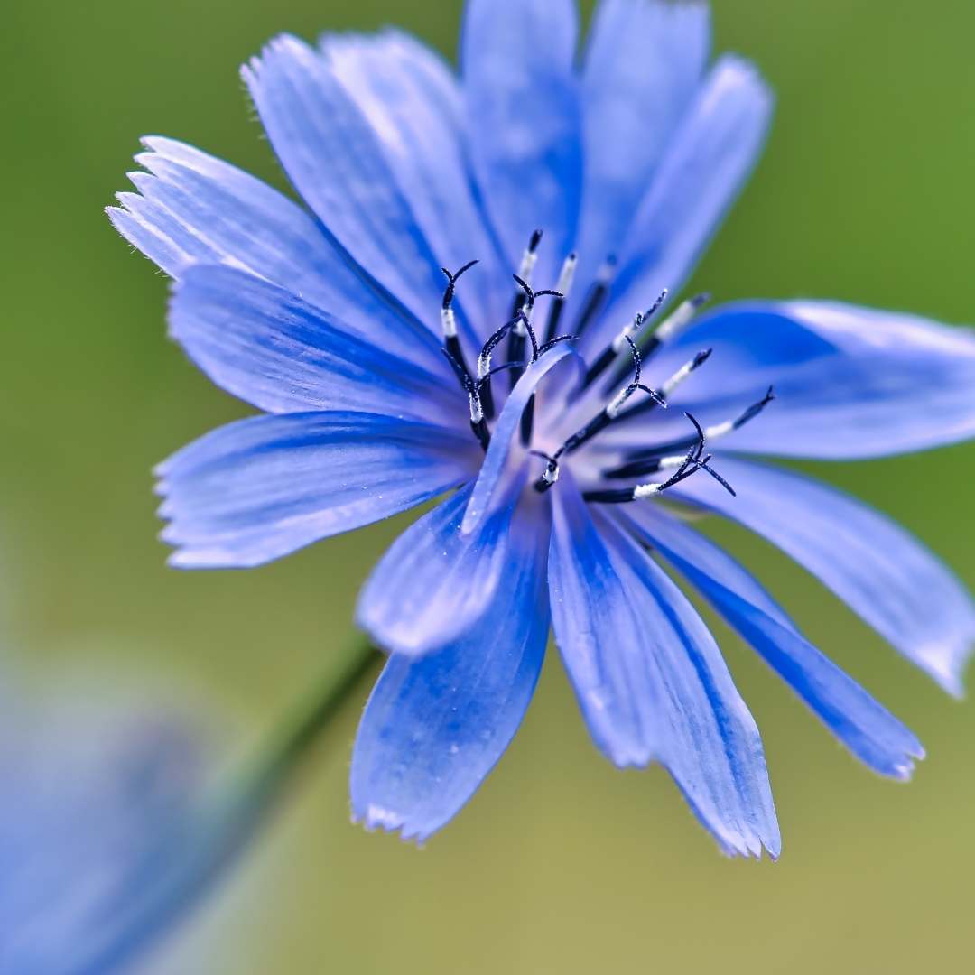 Close-up of a blue flower with a blurred green background