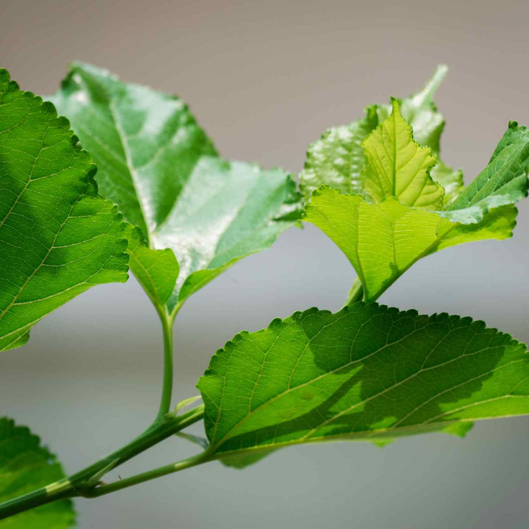 mulberry leaves in daylight