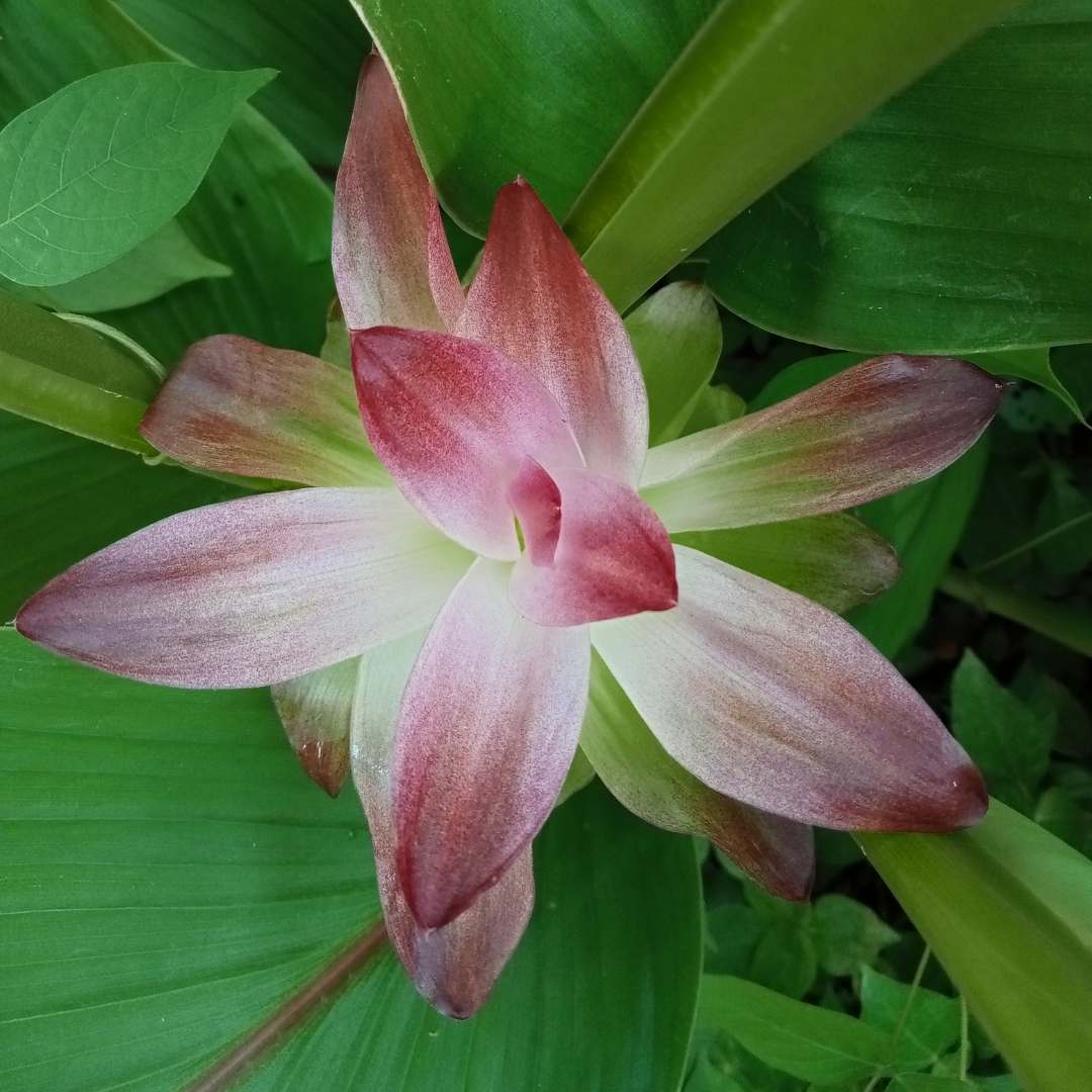 Pink flower with green leaves in the background