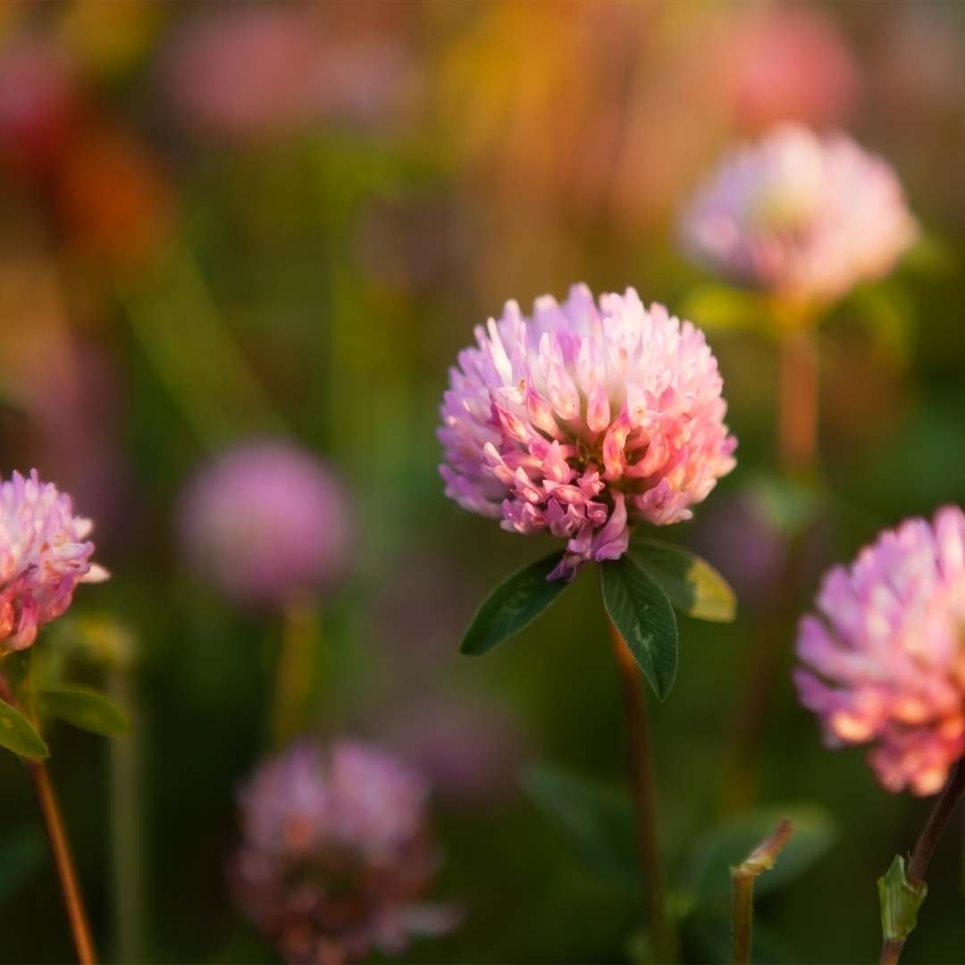 Close-up of a pink clover flower with a blurred background