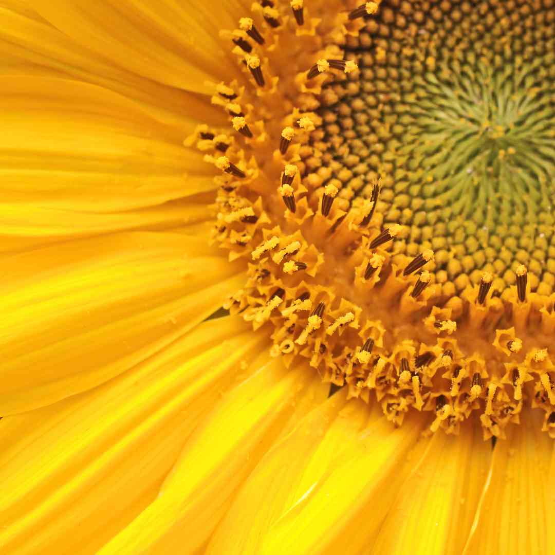 yellow big sunflower
